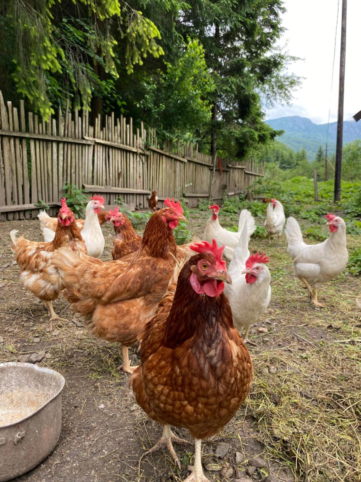Farmstead Green Haven Mojkovac Exterior foto